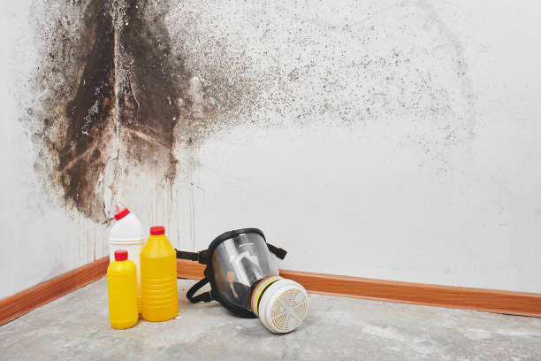 Mold Removal Process in Mount Healthy Heights, OH