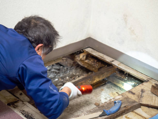 Best Professional Mold Removal  in Mount Healthy Heights, OH