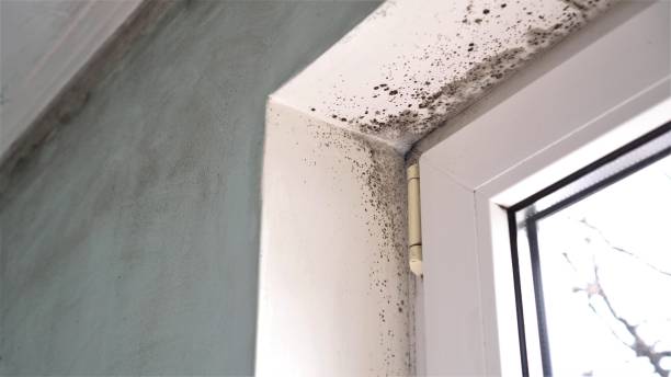 Mold Removal and Inspection in Mount Healthy Heights, OH