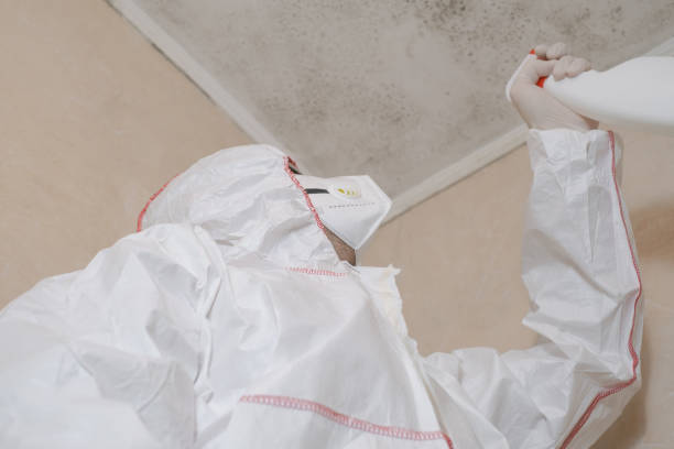 Office Mold Removal Services in Mount Healthy Heights, OH
