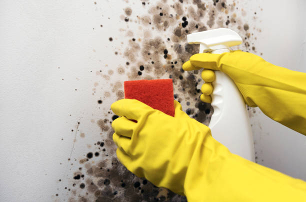 Best Emergency Mold Removal  in Mount Healthy Heights, OH